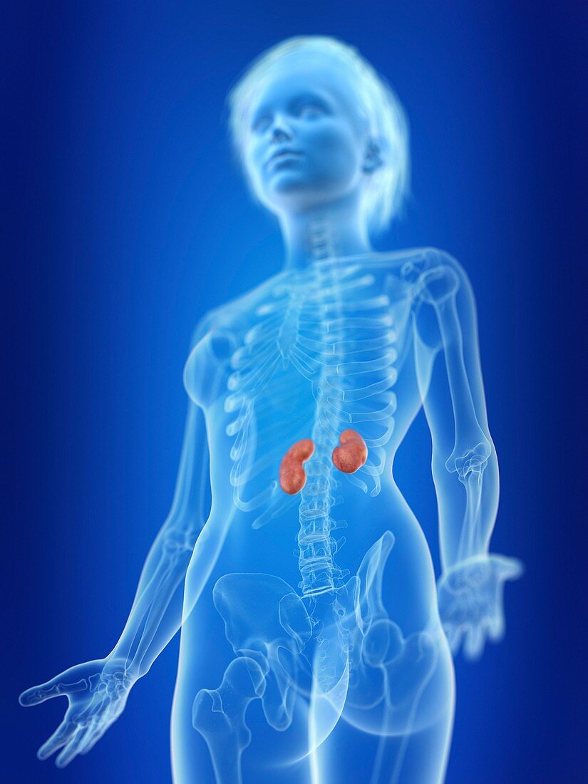 Illustration of a woman's kidneys