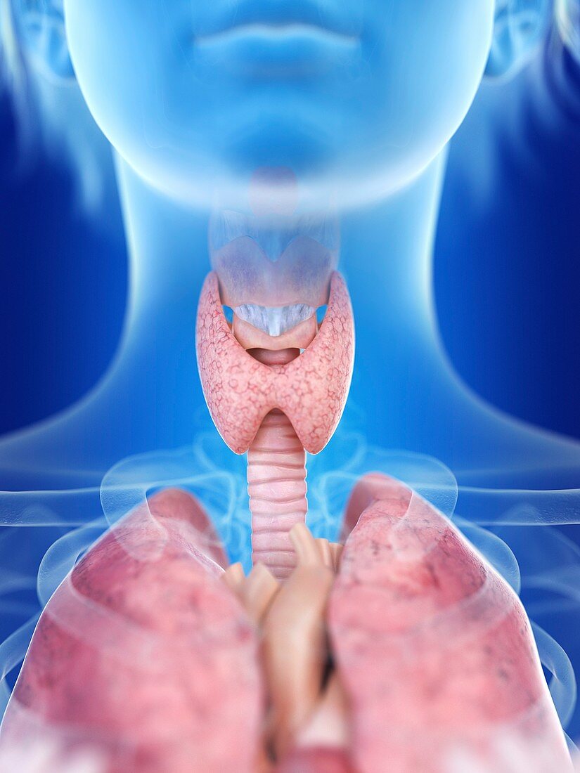 Illustration of a woman's thyroid gland