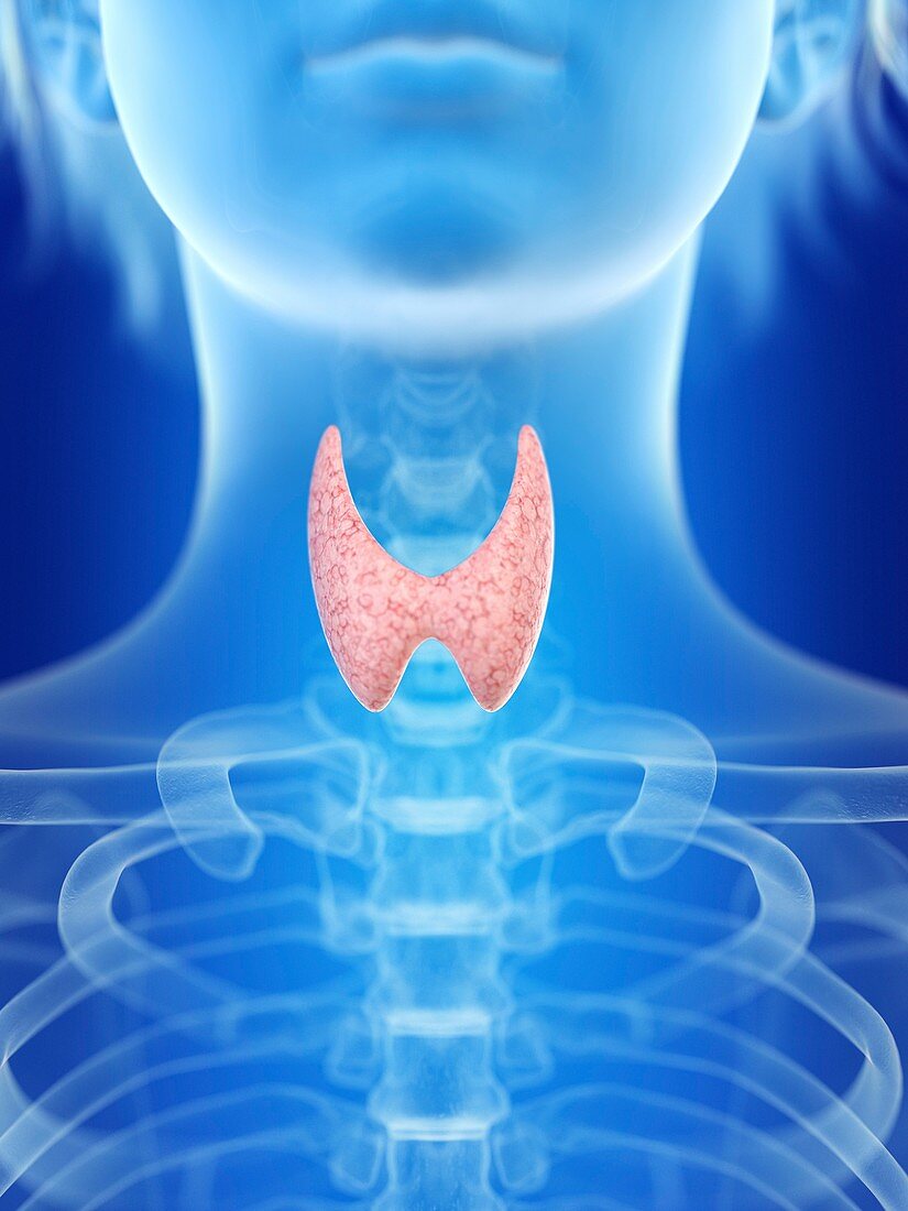 Illustration of a woman's thyroid gland