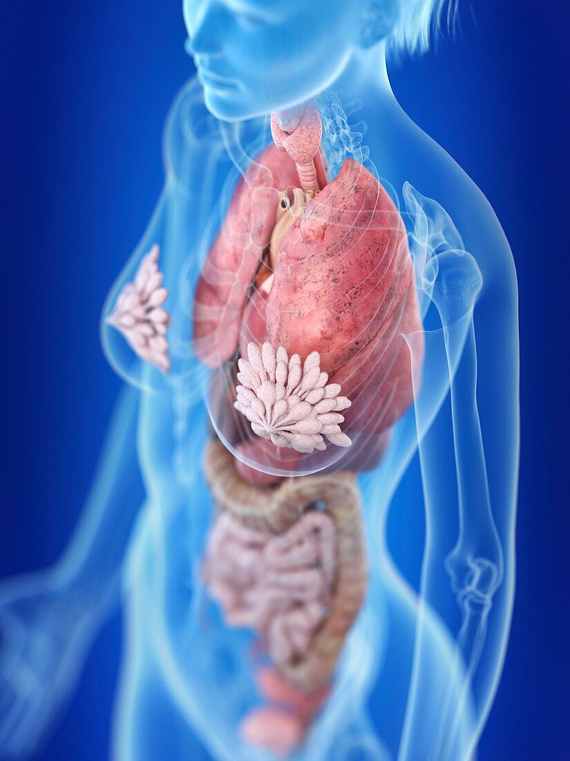 Illustration of a woman's thorax anatomy