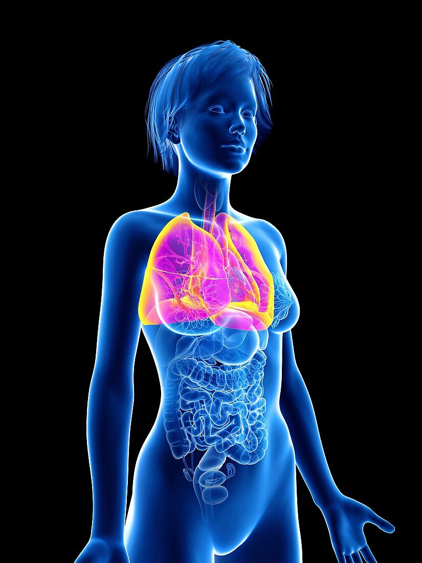 Illustration of a woman's lung