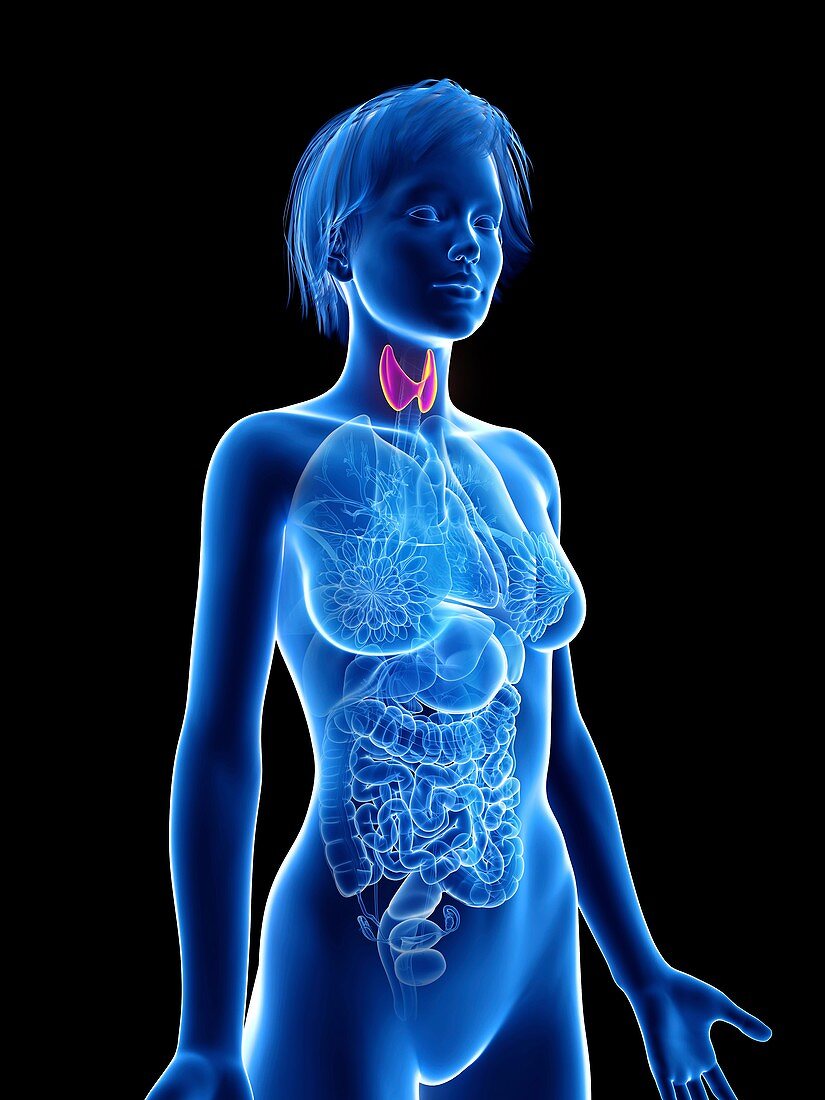 Illustration of a woman's thyroid gland