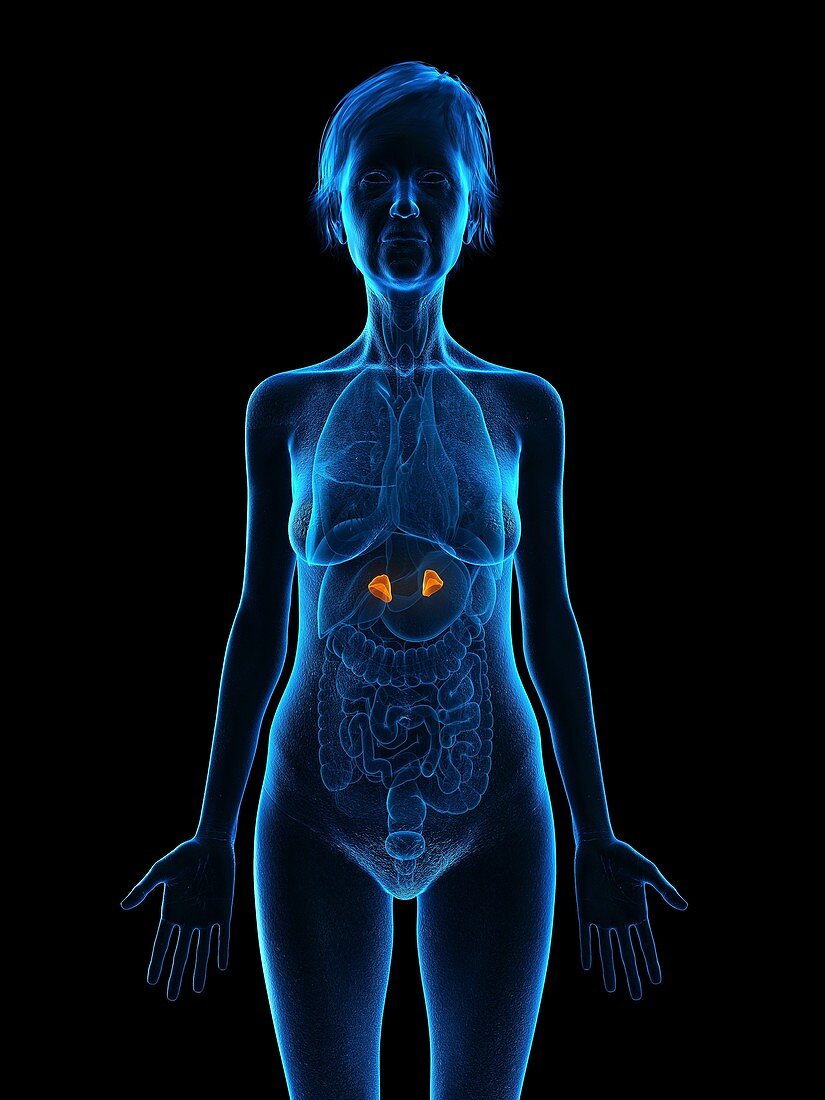 Illustration of an old woman's adrenal glands