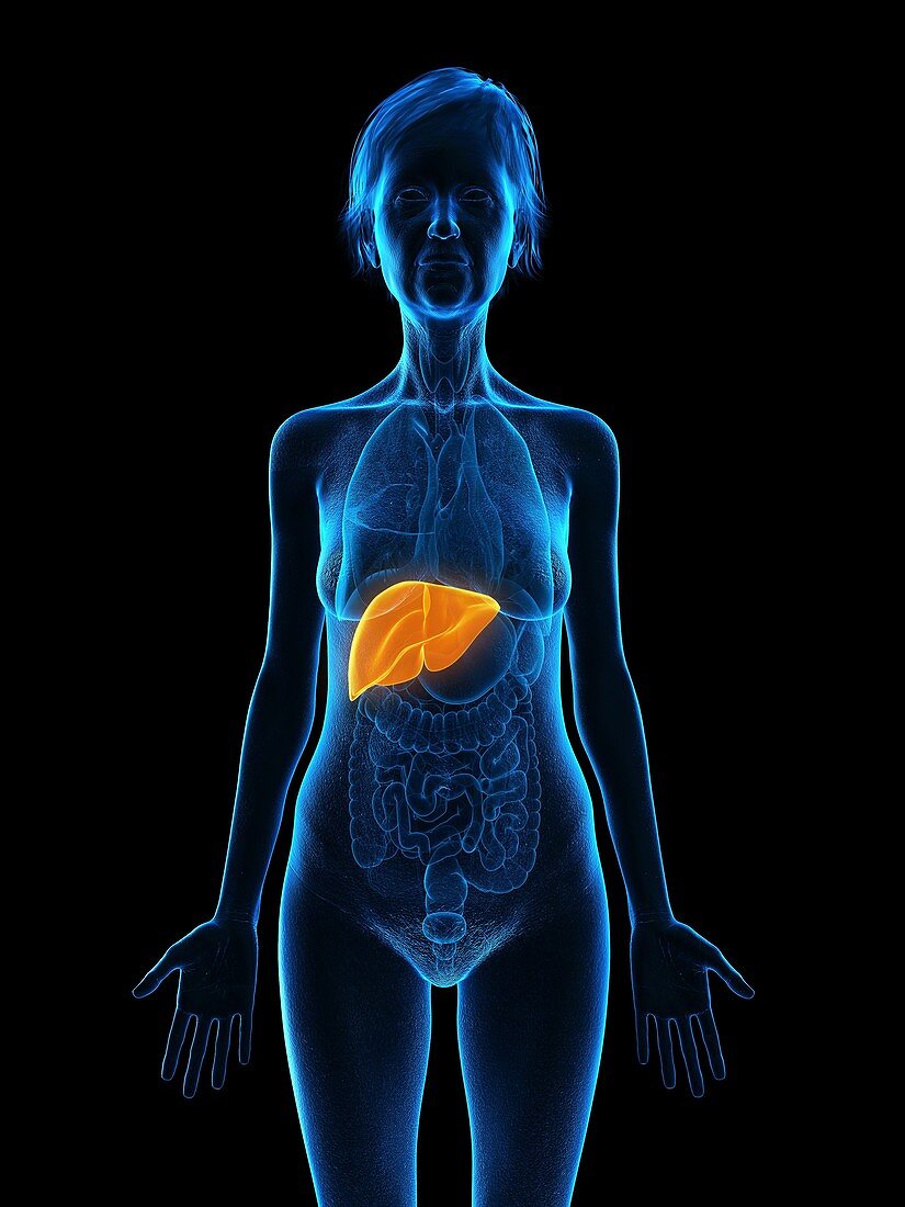 Illustration of an old woman's liver