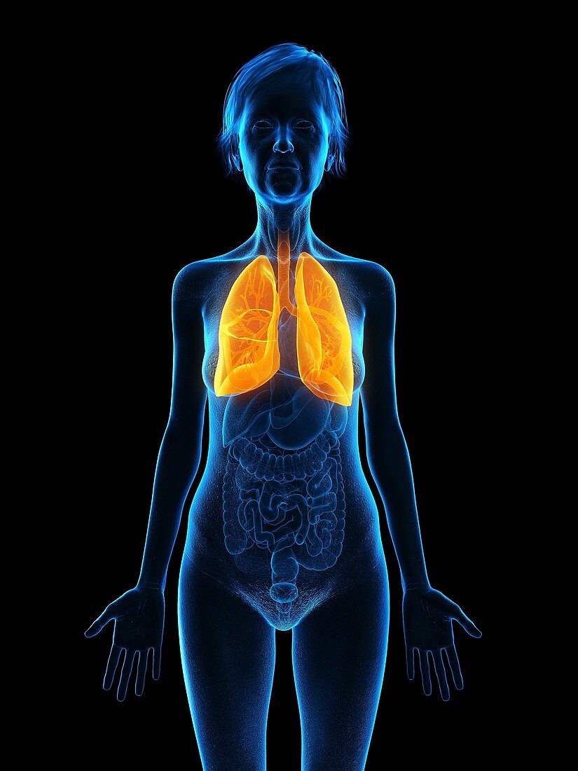 Illustration of an old woman's lung