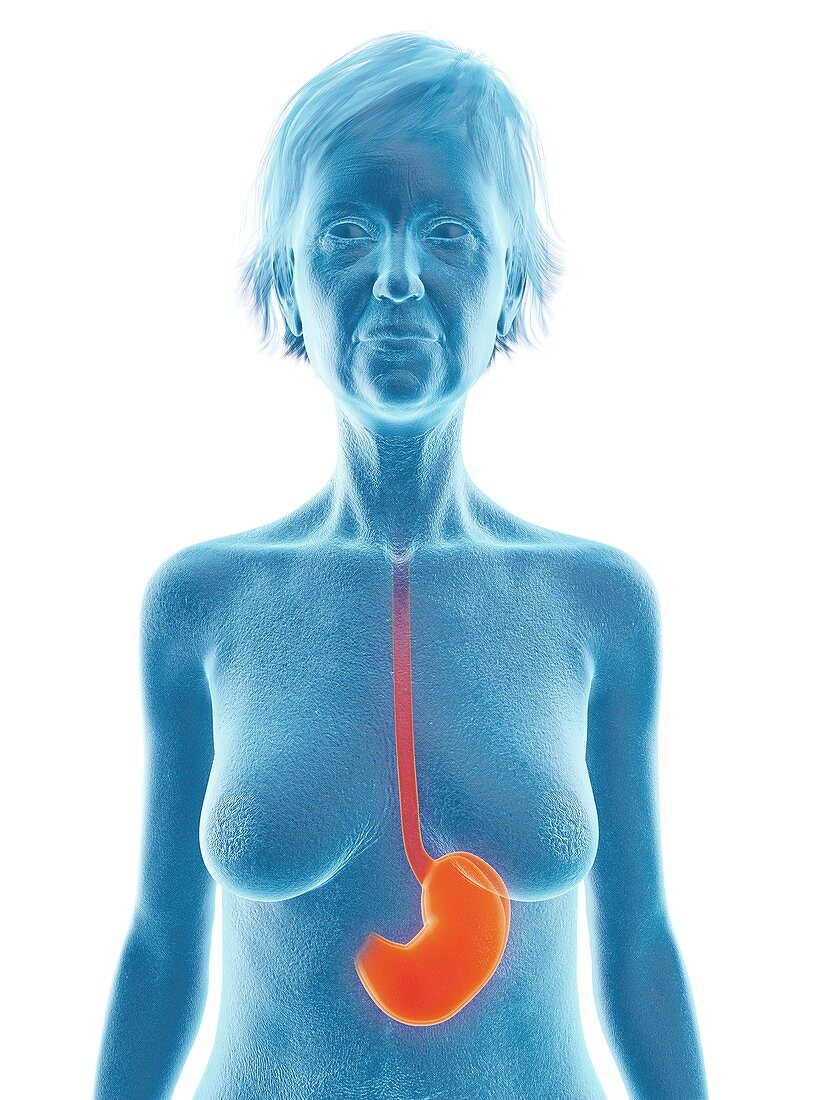 Illustration of an old woman's stomach