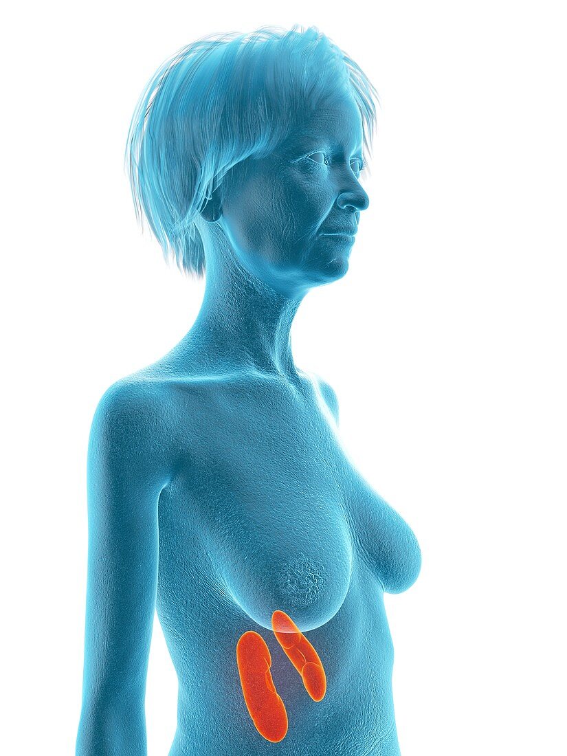 Illustration of an old woman's kidneys