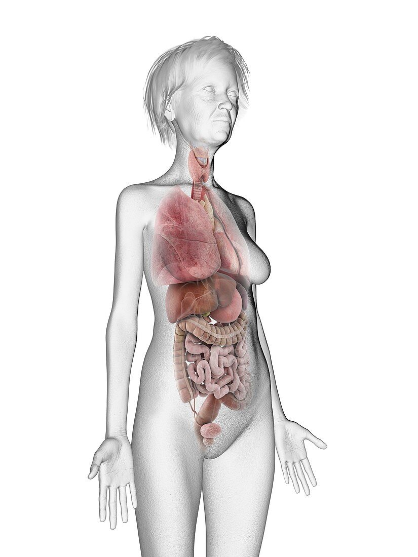 Illustration of an old woman's organs