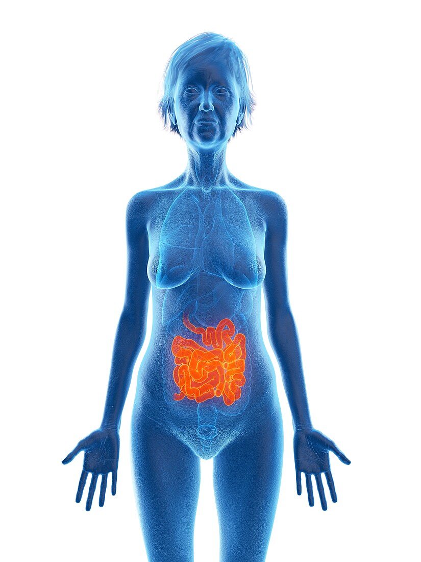 Illustration of an old woman's small intestine