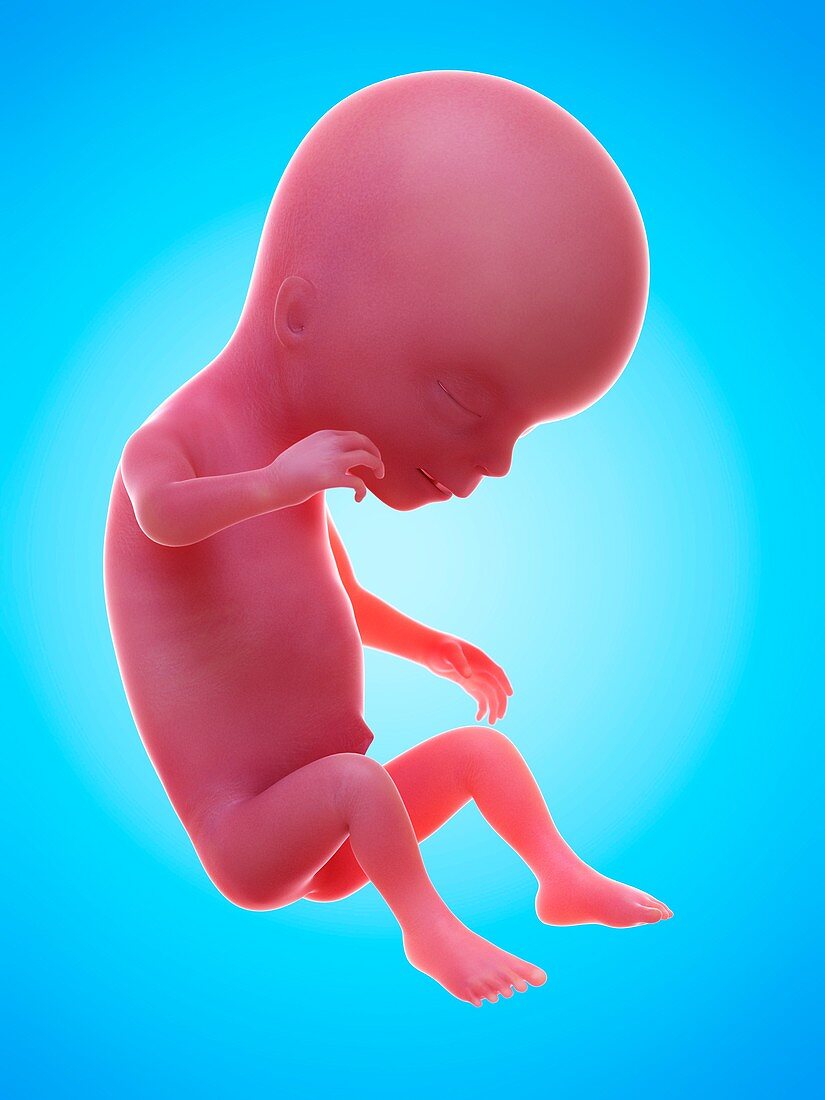 Illustration of a human foetus, week 14