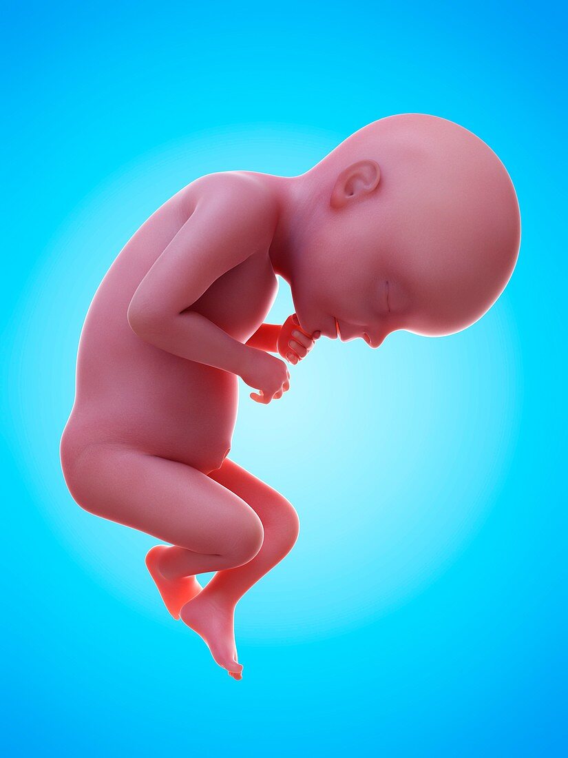Illustration of a human foetus, week 28
