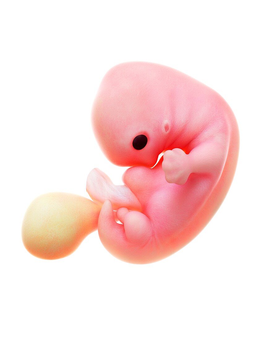 Illustration of a human foetus, week 7