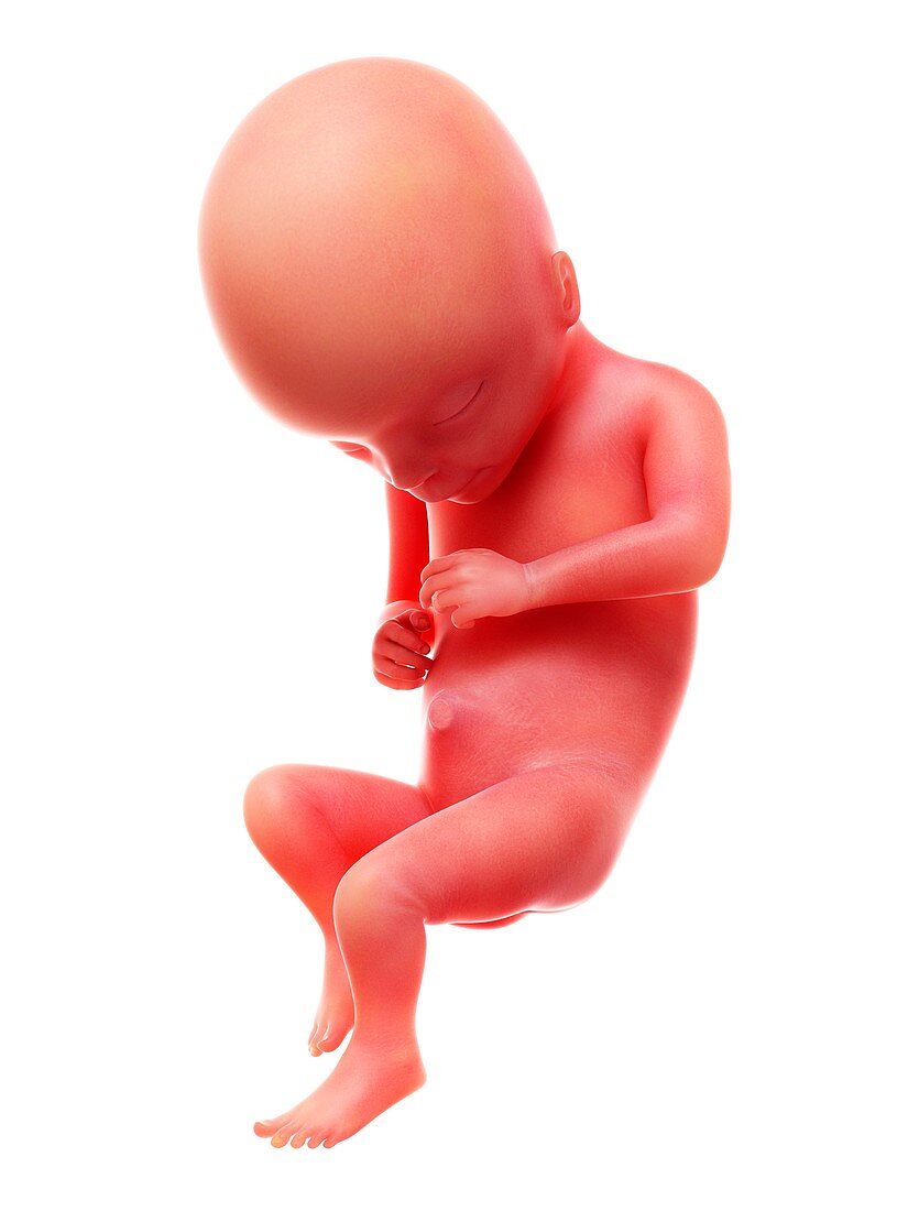 Illustration of a human foetus, week 17