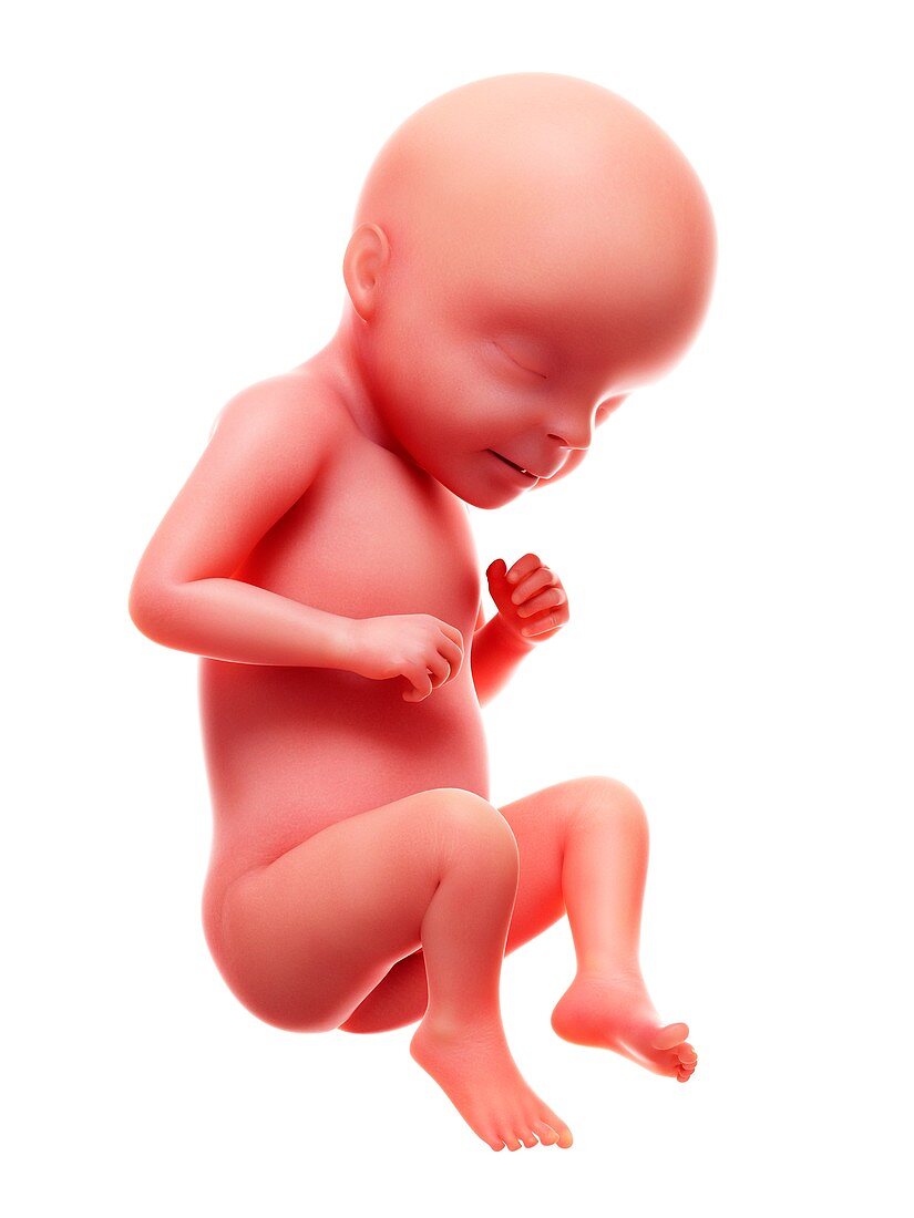 Illustration of a human foetus, week 29