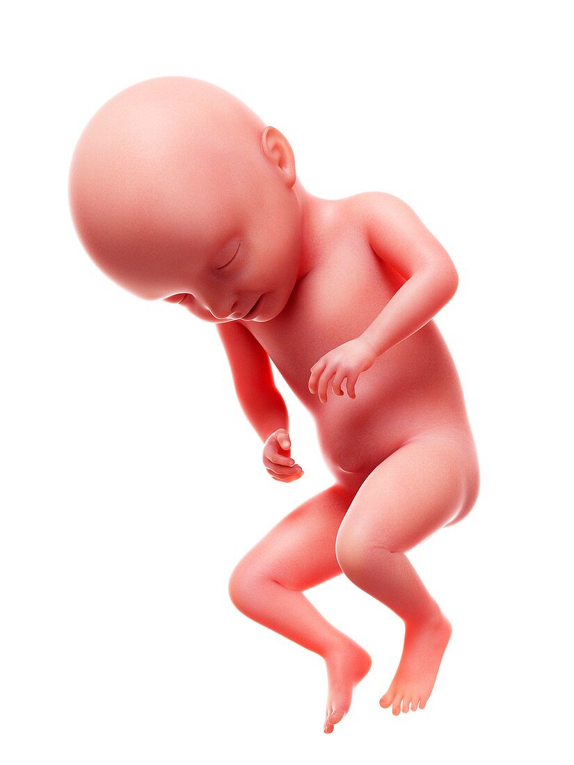 Illustration of a human foetus, week 31