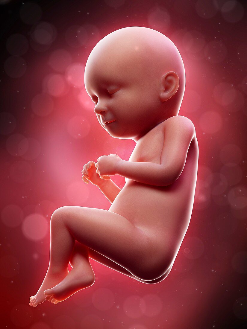 Illustration of a human foetus, week 37