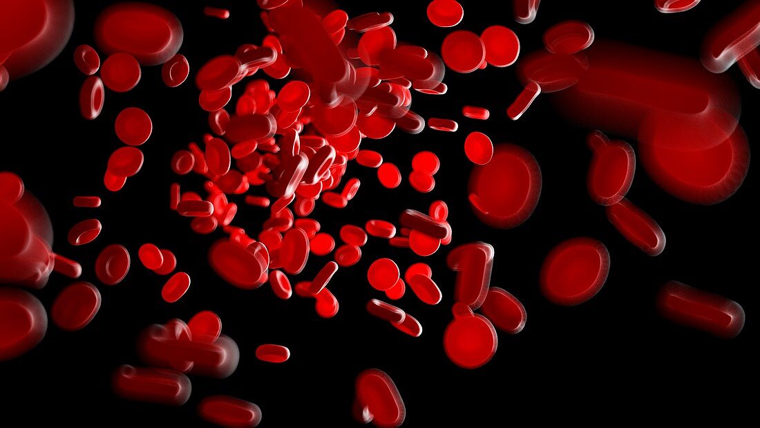 Illustration of human blood cells