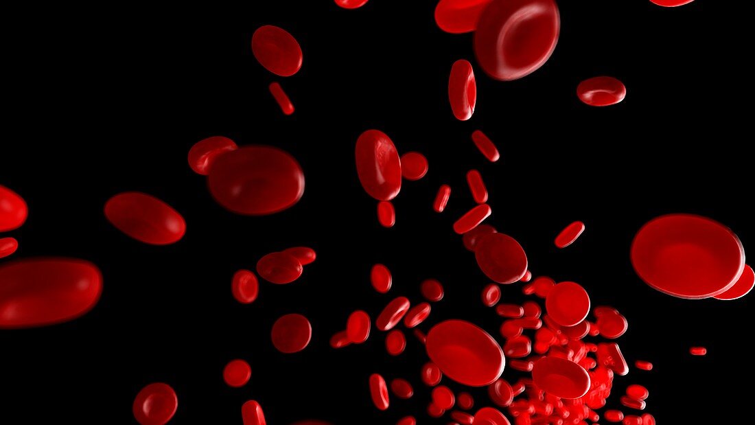 Illustration of human blood cells