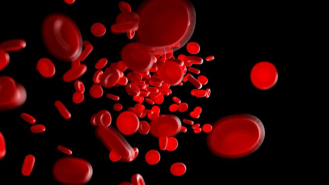 Illustration of human blood cells