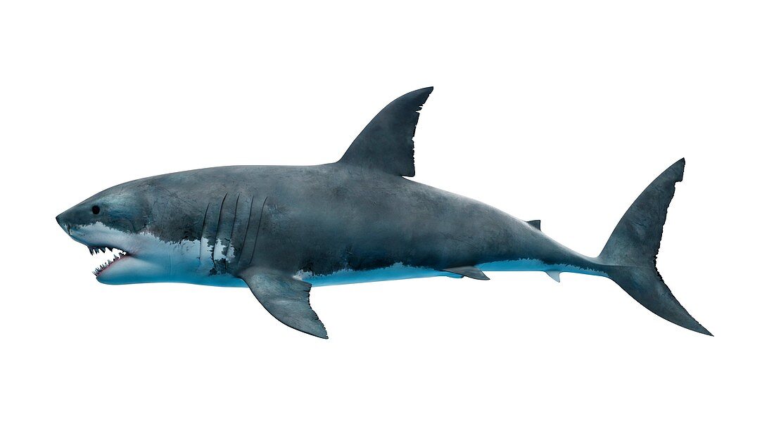 Illustration of a great white shark