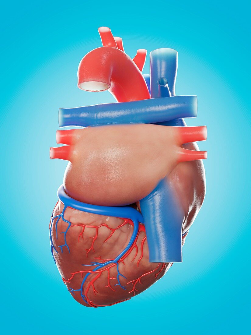 Illustration of the human heart anatomy