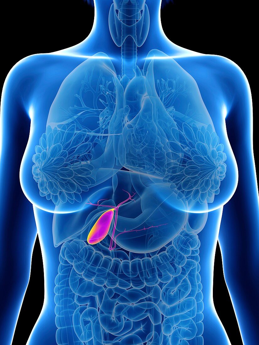 Illustration of a woman's gallbladder