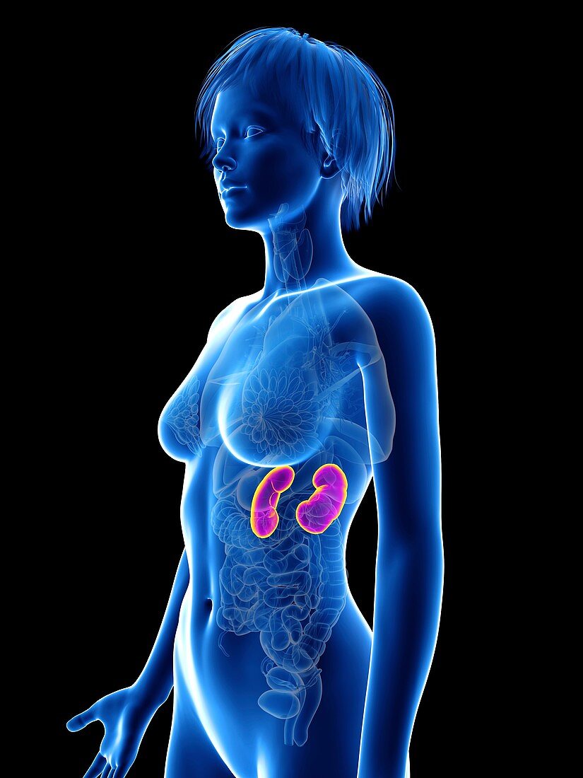 Illustration of a woman's kidney