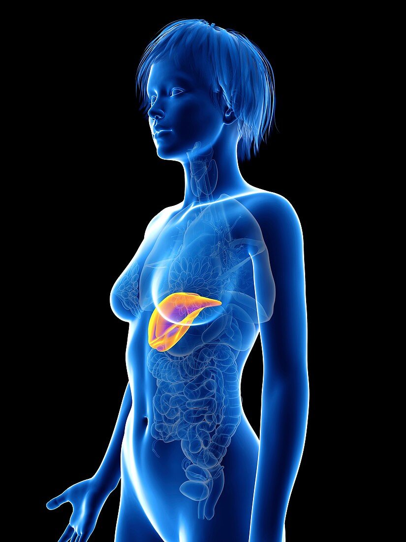 Illustration of a woman's liver