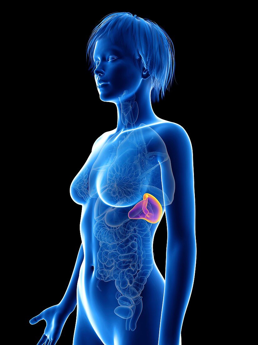 Illustration of a woman's spleen