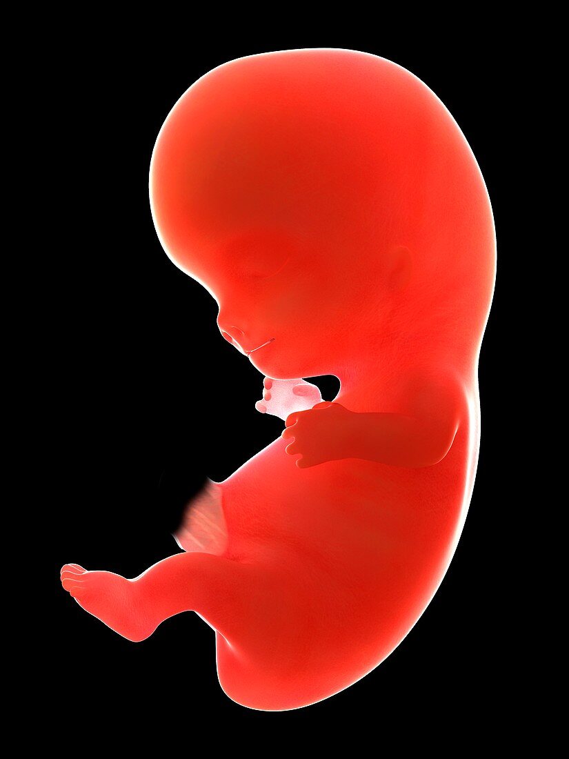 Illustration of a human foetus, week 9