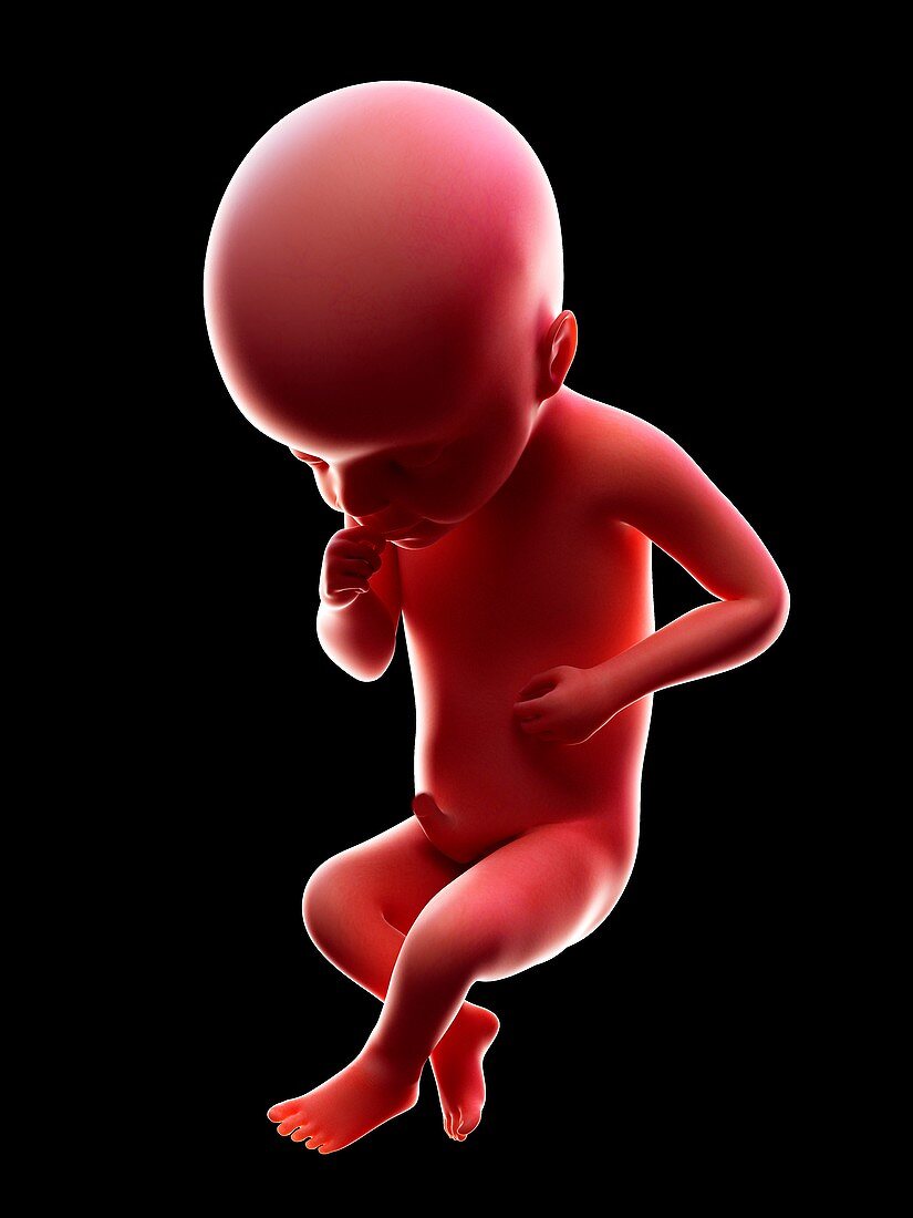 Illustration of a human foetus, week 25
