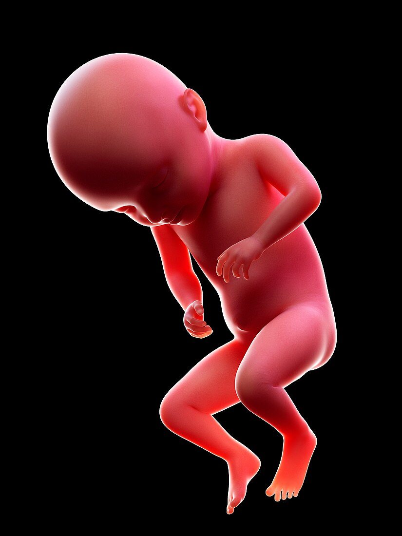 Illustration of a human foetus, week 31