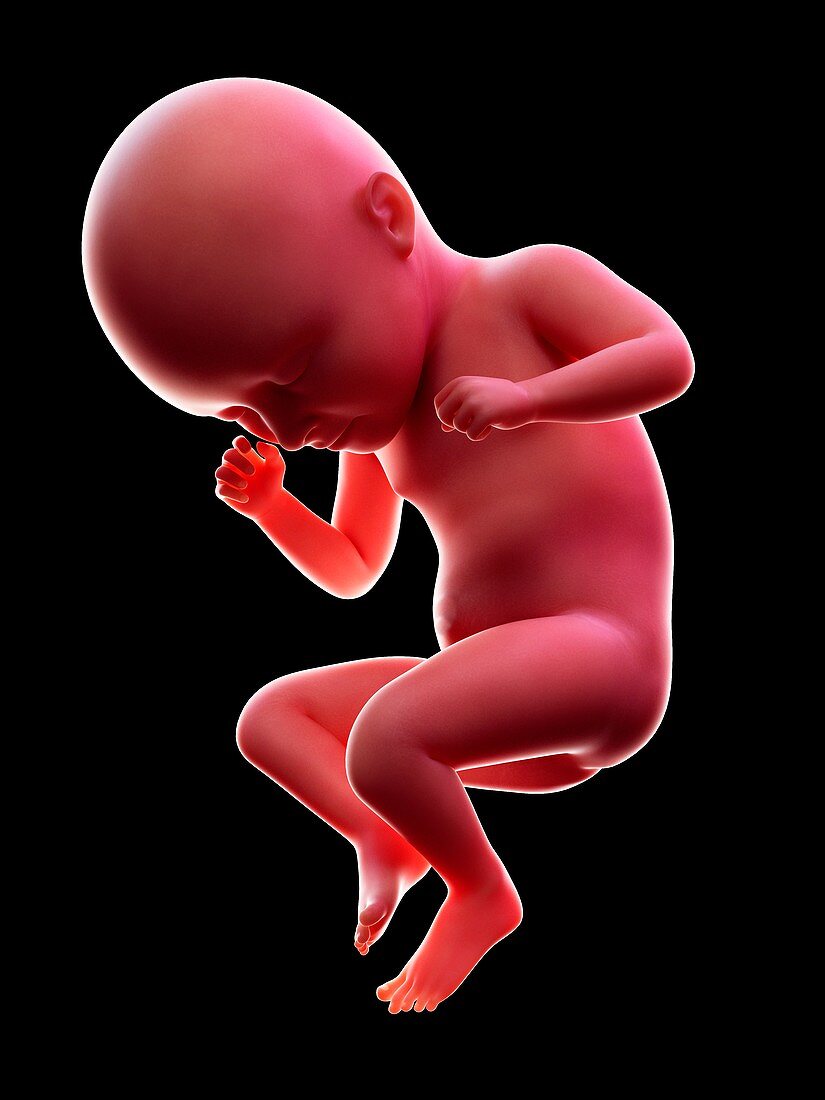 Illustration of a human foetus, week 35