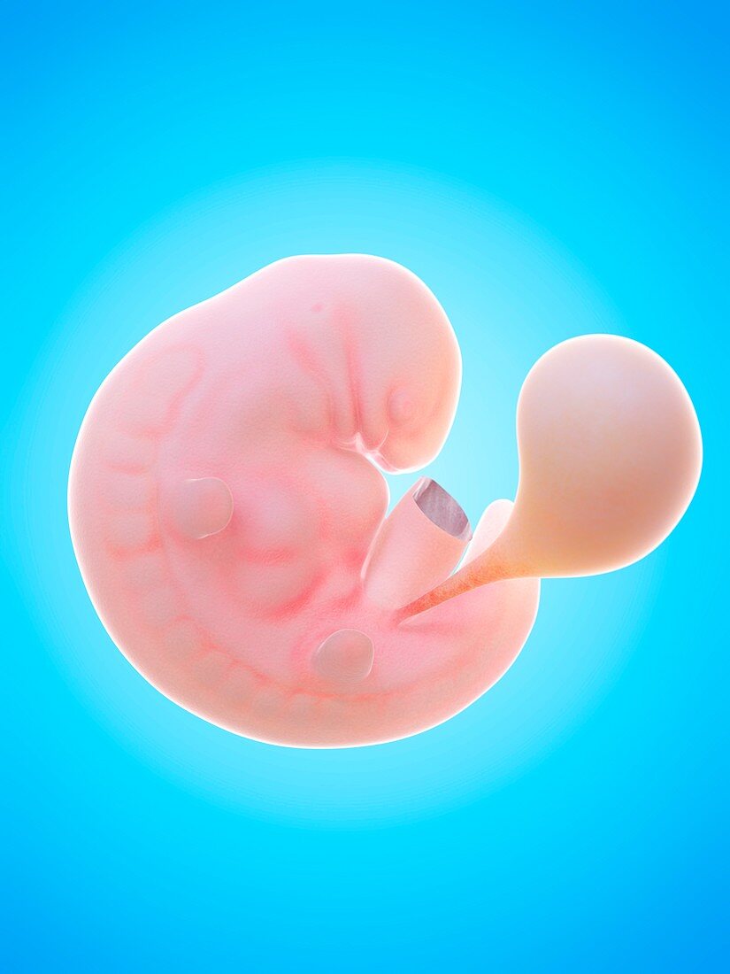 Illustration of a human foetus, week 6
