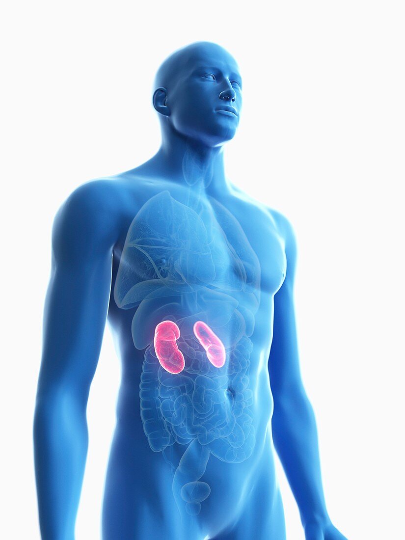 Illustration of a man's kidney