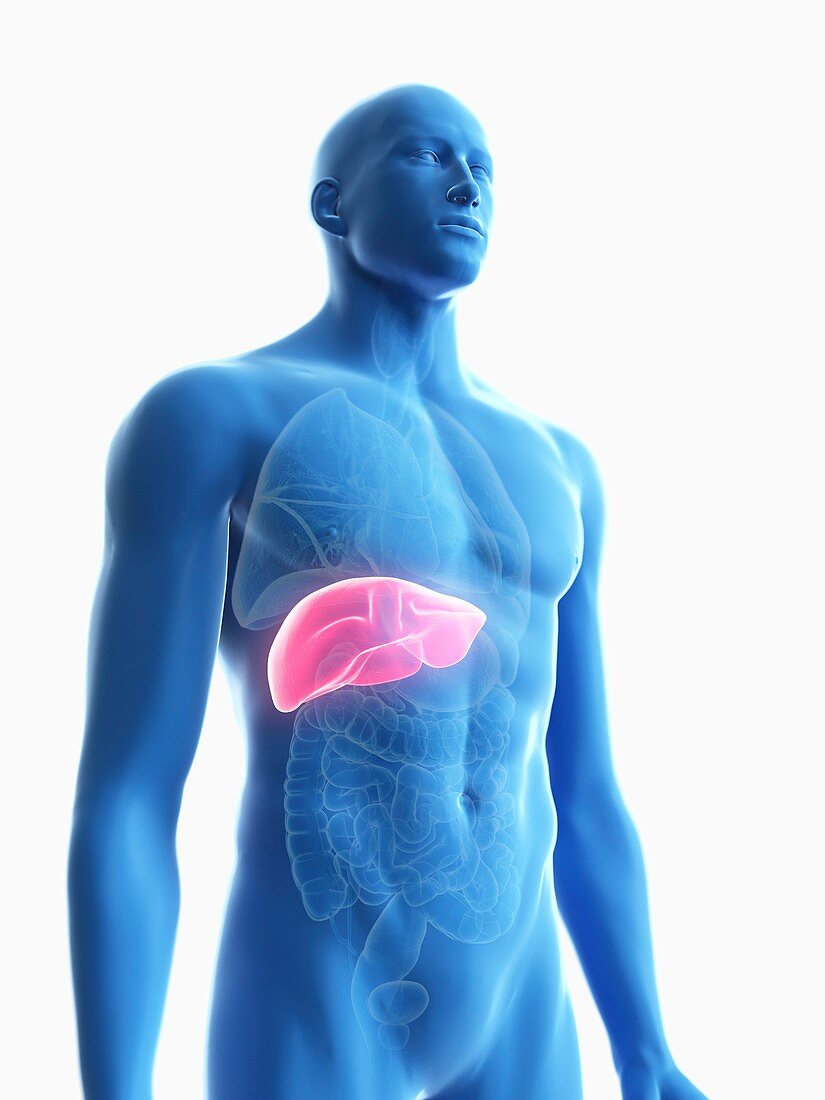 Illustration of a man's liver