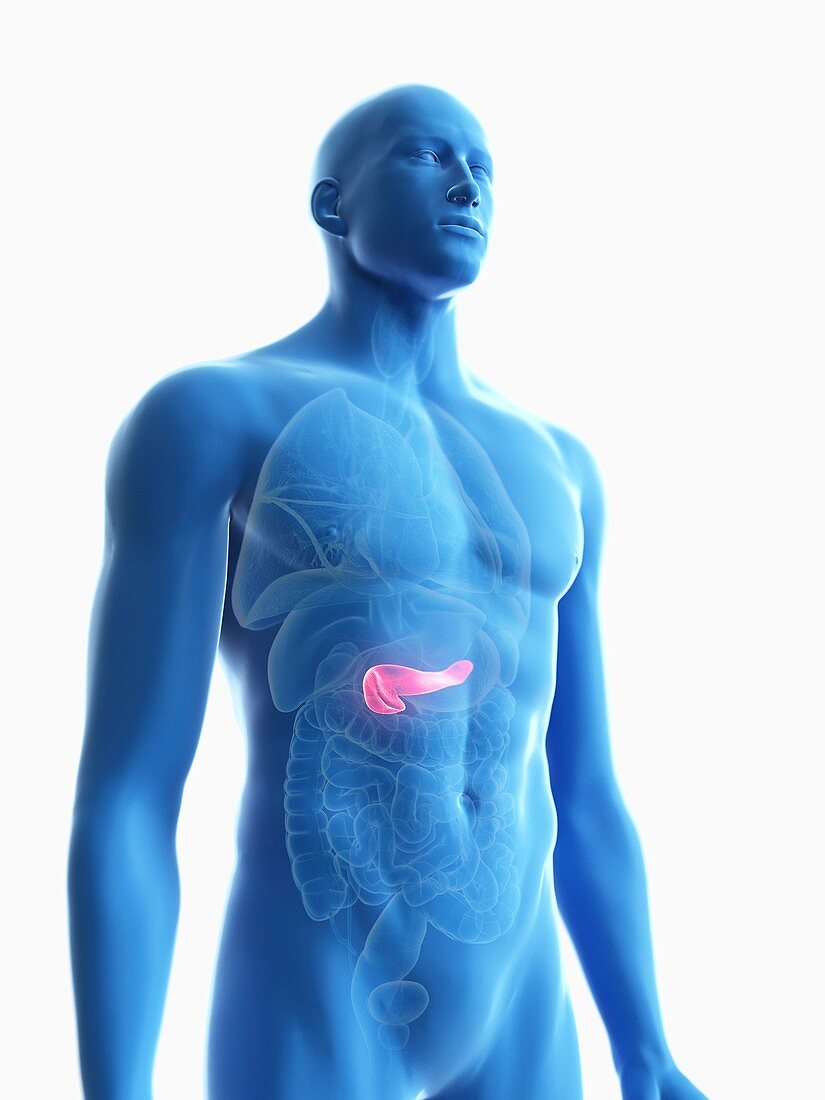 Illustration of a man's pancreas