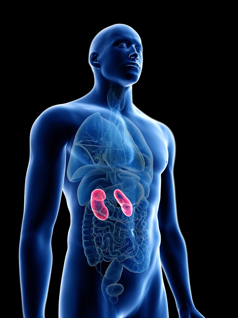 Illustration of a man's kidneys