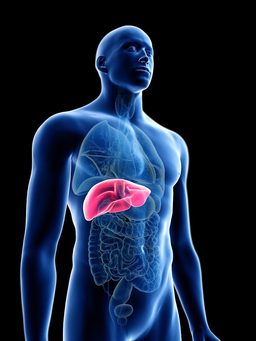 Illustration of a man's liver