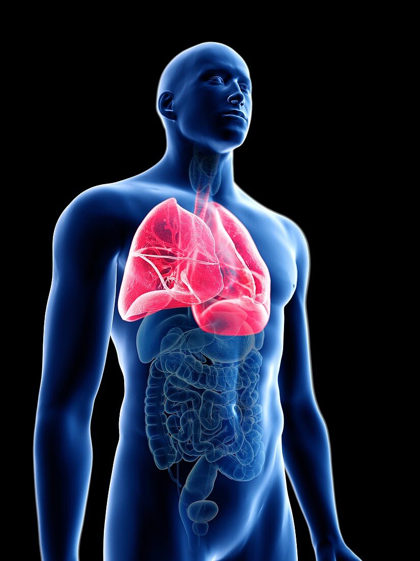 Illustration of a man's lung