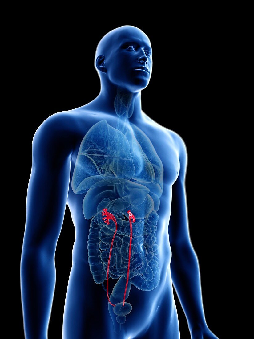 Illustration of a man's ureters