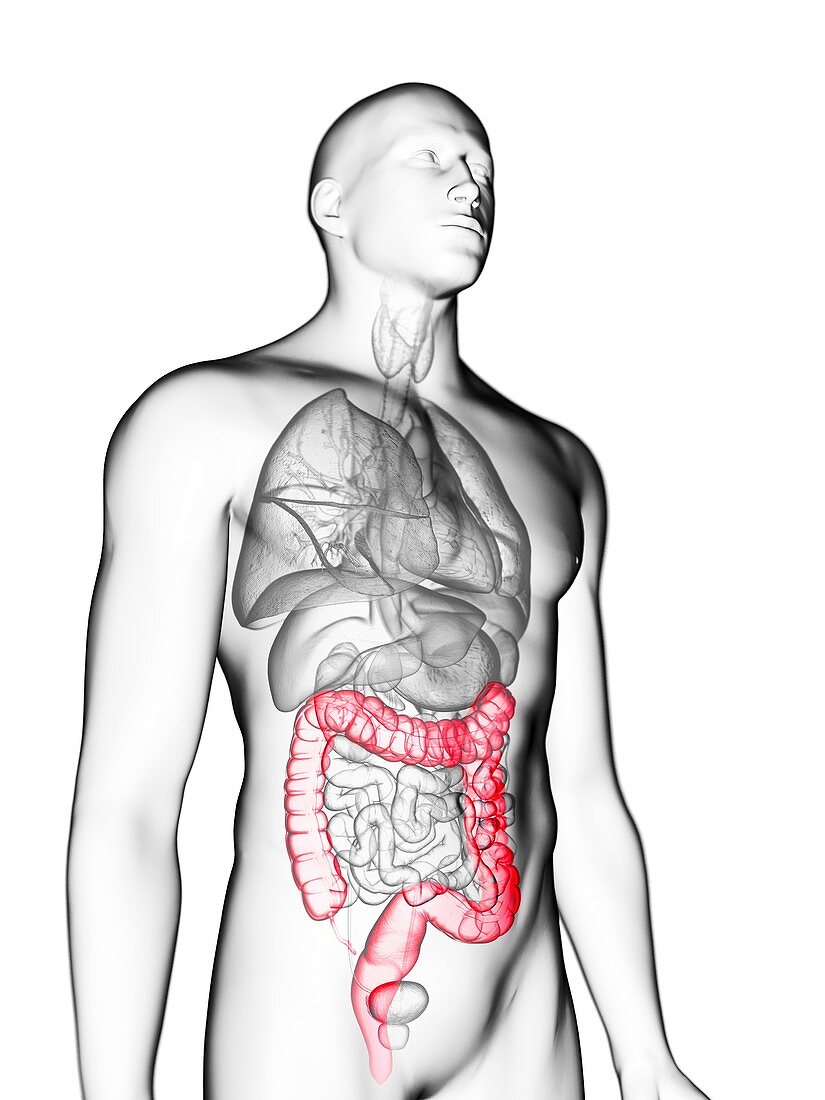 Illustration of a man's colon