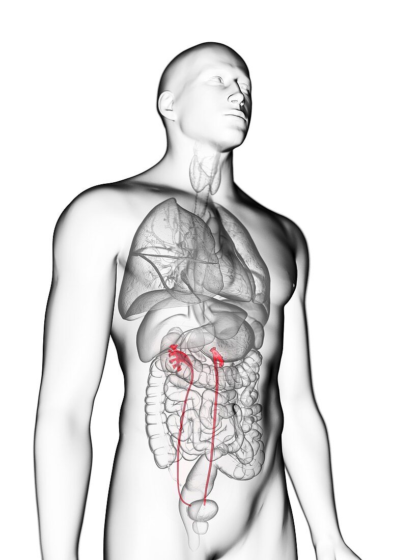 Illustration of a man's ureters