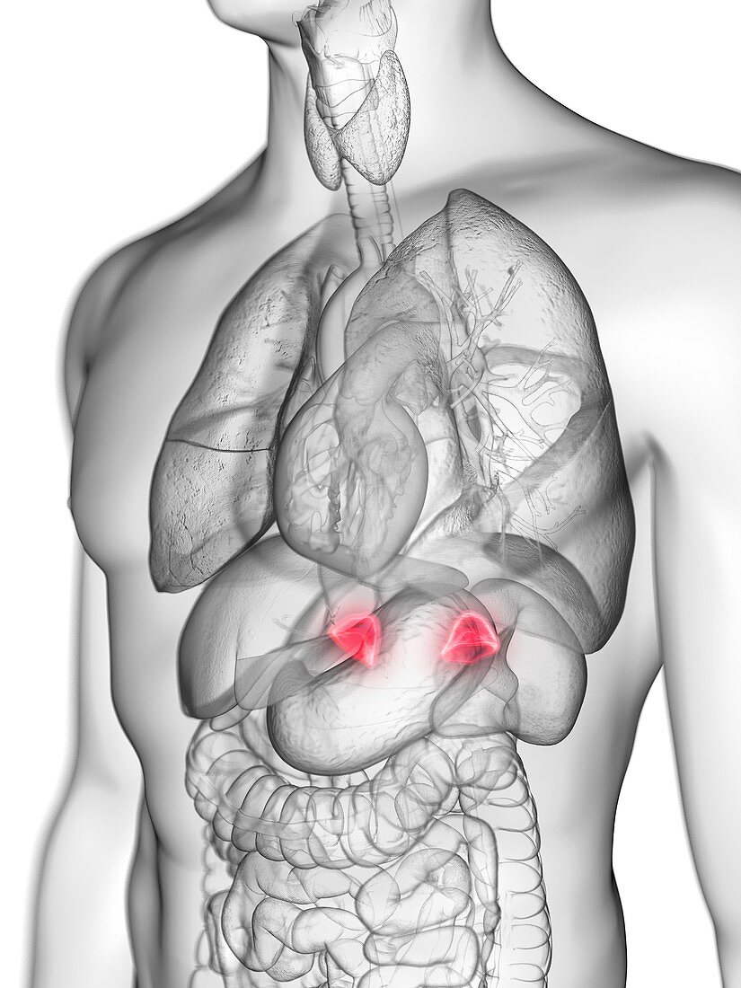 Illustration of a man's adrenal glands