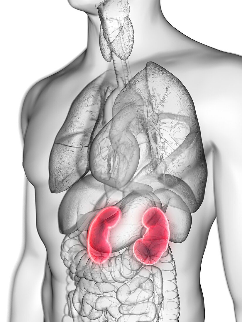 Illustration of a man's kidneys