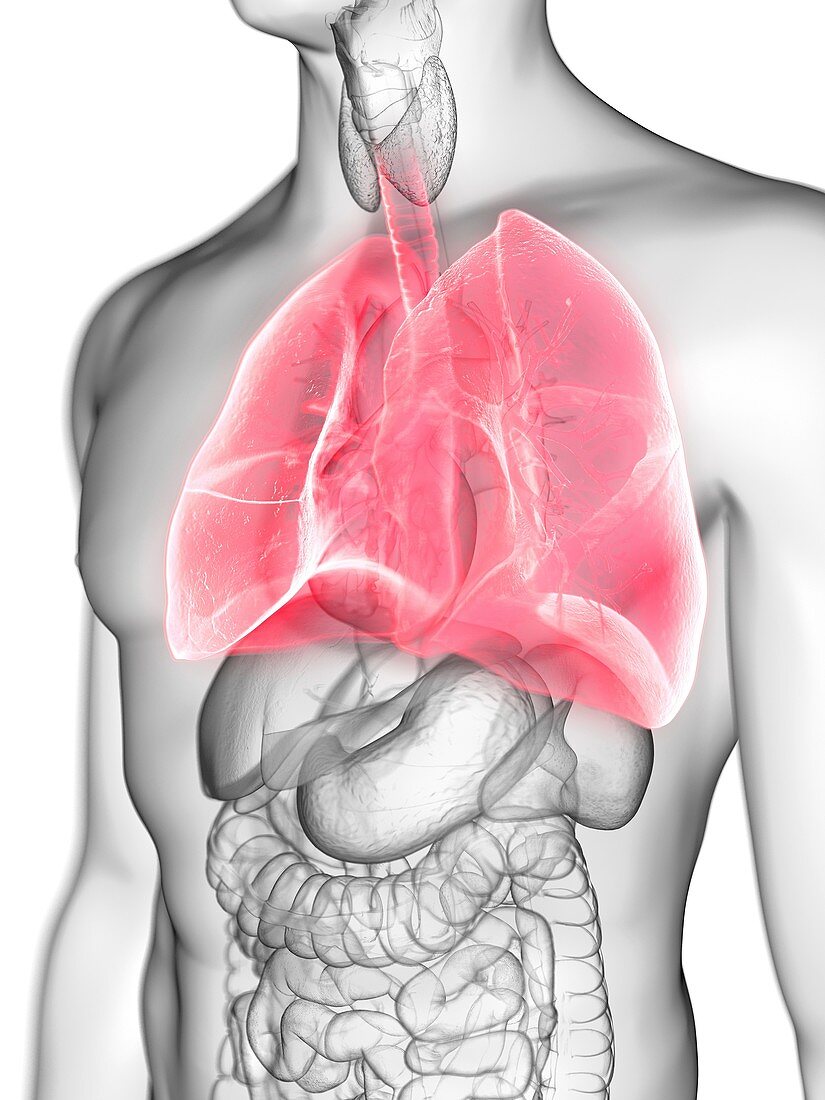 Illustration of a man's lung