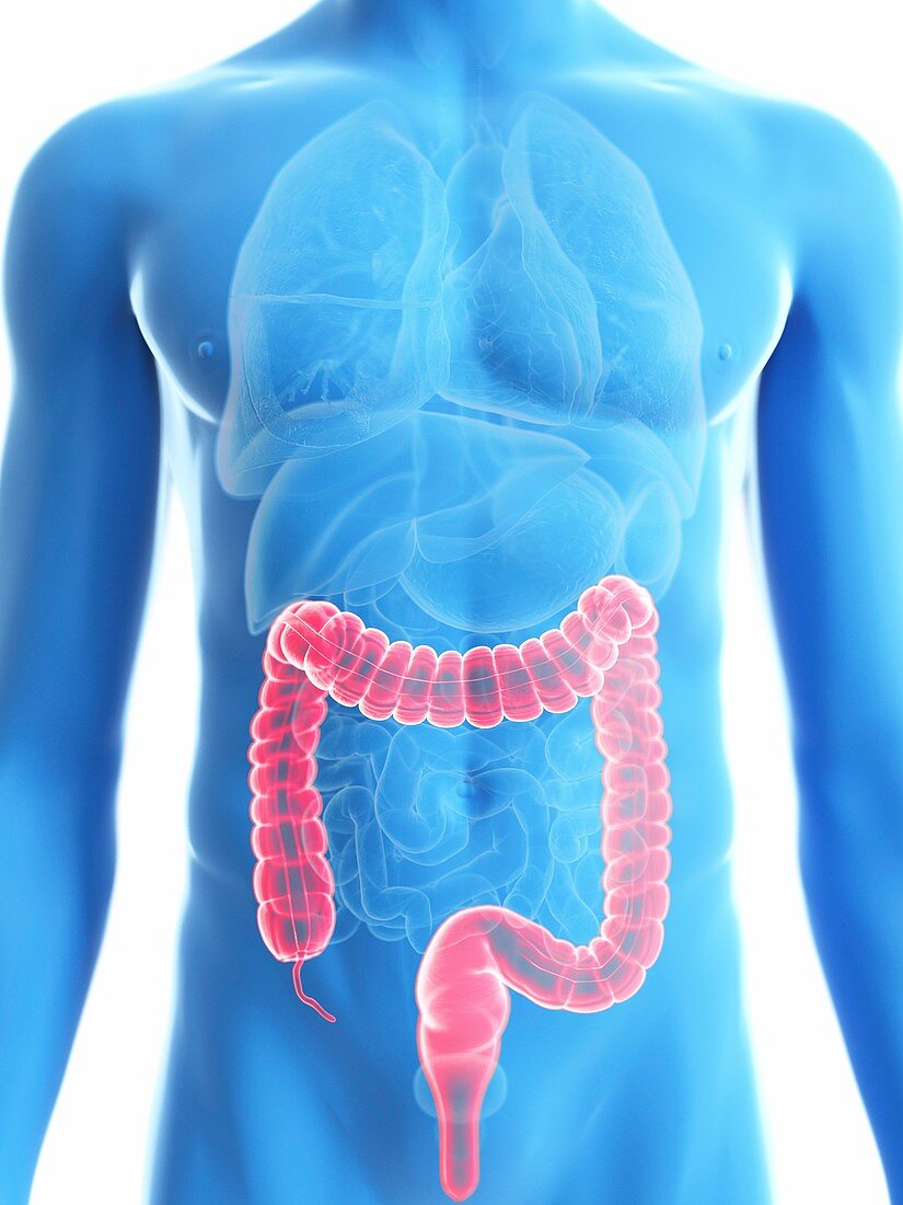 Illustration of a man's colon