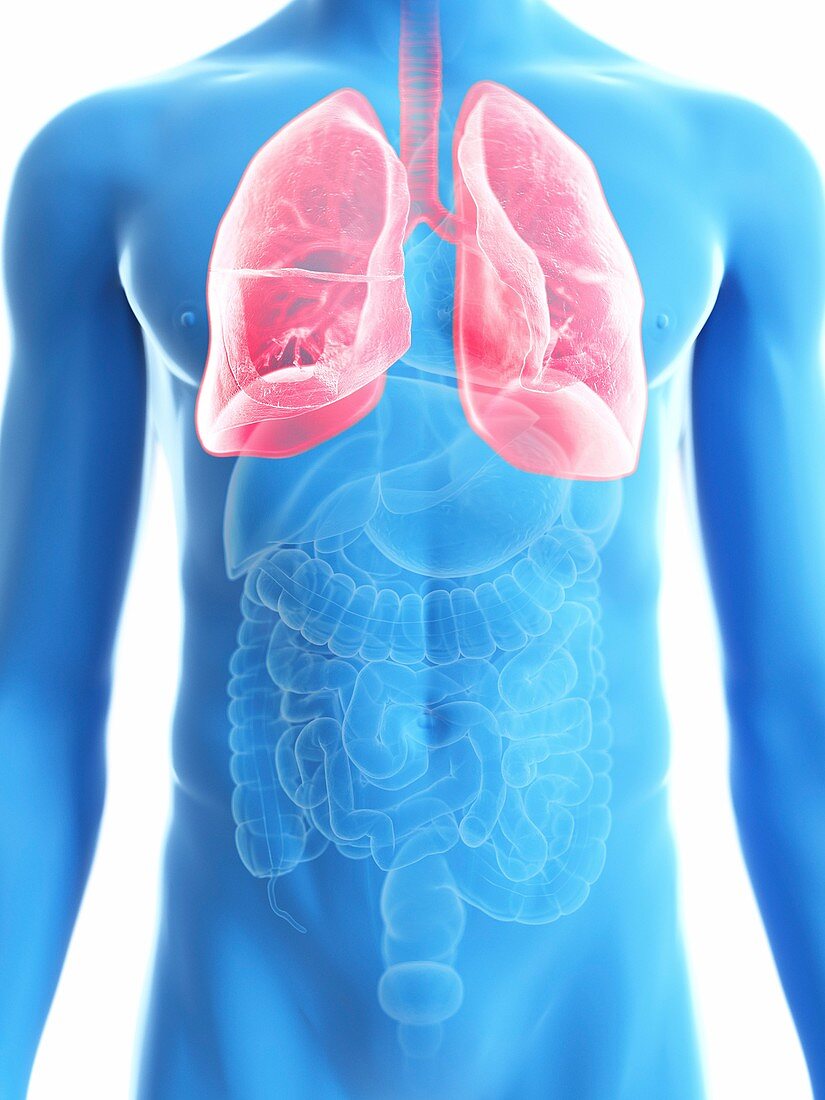 Illustration of a man's lung