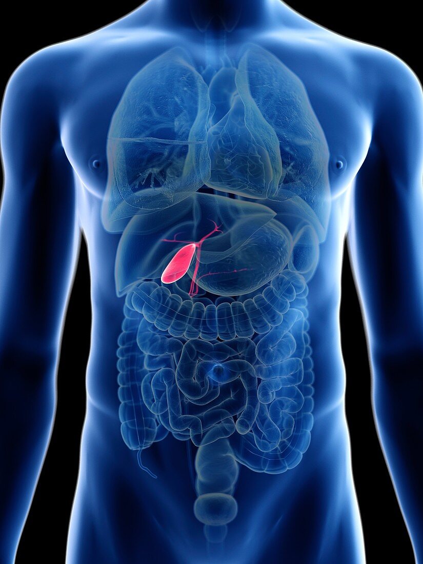 Illustration of a man's gallbladder