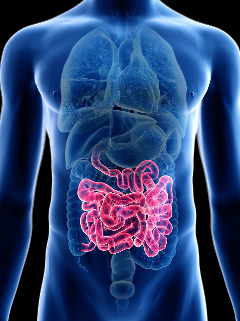 Illustration of a man's small intestine